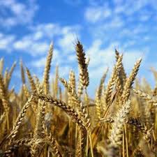 خرید بیش از 75 هزار تن گندم از کشاورزان شوشتر