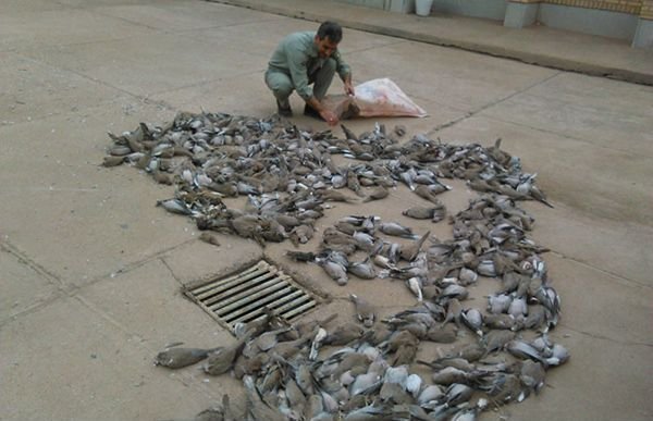 عامل کشتار ۵۵۲ پرنده وحشی در شوشتر بازداشت شد