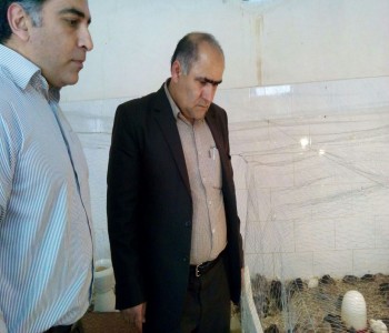 در دانشگاه آزاد اسلامی شوشتر انجام گرفت: پرورش بلدرچین به عنوان یکی از پربازده ترین بخش های صنعت طیور در دانشگاه آزاد اسلامی شوشتر انجام گرفت: پرورش بلدرچین به عنوان یکی از پربازده ترین بخش های صنعت طیور
