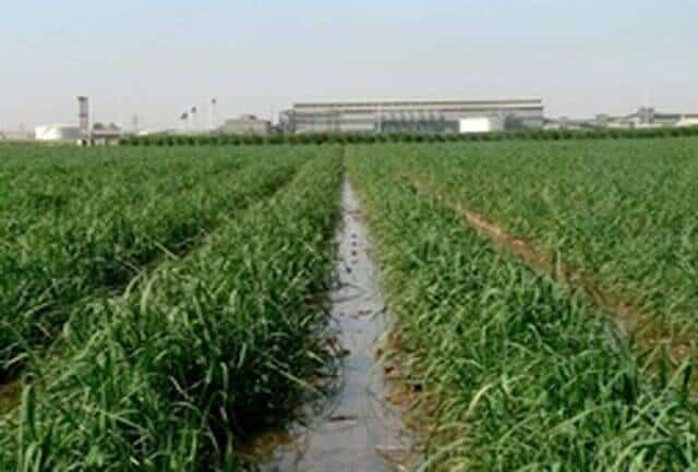 استفاده مجدد از پساب‌ها کشاورزی جهت آبیاری مزارع در شرکت کشت و صنعت امام خمینی (ره)