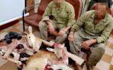 عاملان شکار دو رأس میش وحشی در منطقه حفاظت شده کرائی دستگیر شدند