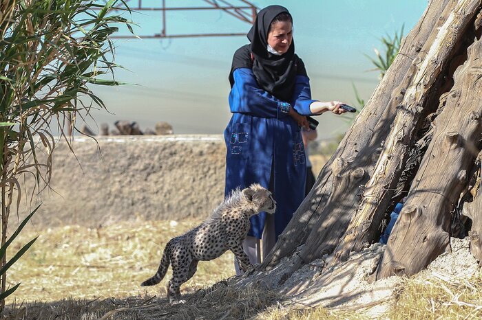 روزی برای در خطرترین گربه‌سان دنیا/ جاده و سگ؛ دو دشمن یوز ایرانی