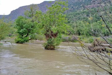 کاکارضا در آستانه خشکی / کشت برنج نفس رود خانه را می گیرد
