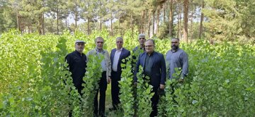 بازدید فرماندار و نماینده مجلس از نهالستان شهید عموزاده در راستای اجرای طرح ملی کاشت یک میلیارد درخت در سمنان بازدید فرماندار و نماینده مجلس از نهالستان شهید عموزاده در راستای اجرای طرح ملی کاشت یک میلیارد درخت در سمنان